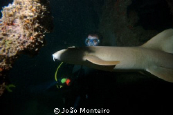 Unexpected nurse shark... awaken during night dive at St ... by João Monteiro 